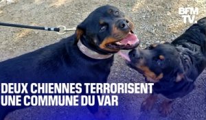 Un an après l'attaque d'un joggeur, deux chiennes de retour chez leurs propriétaires terrorisent une commune du Var