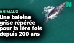 Une baleine grise a été repérée dans l’océan Atlantique et ce n’est pas une bonne nouvelle