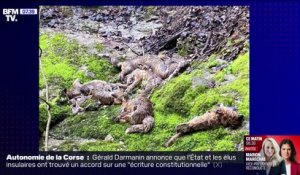 Une vingtaine de cadavres de renards découverts dans le Jura