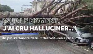 Un pin s'effondre détruit des voitures à Nice