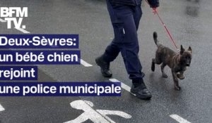 TANGUY DE BFM - Un bébé chien (très mignon) rejoint une police municipale