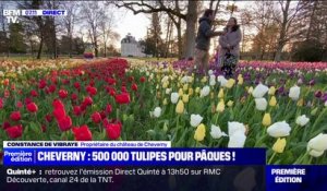 500.000 tulipes en fleurs au château de Cheverny