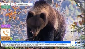 Plus d'ours dans les Pyrénées, "c'est une bonne nouvelle", mais la quantité ne fait pas la qualité