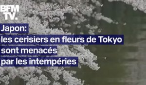 Les célèbres cerisiers de Tokyo sont menacés par les intempéries cette année