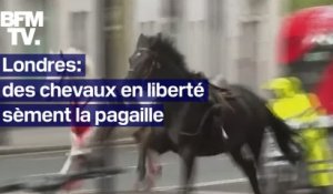Londres: des chevaux en liberté sèment la pagaille en plein centre-ville, au moins 4 blessés