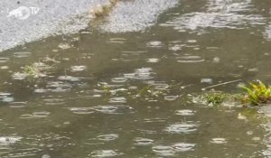 Rallye du Japon - Le résumé des premières spéciales du dimanche