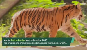 CdM 2026 - À Dallas, une tigresse pronostique la défaite de l’Argentine contre la Jordanie !