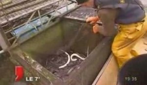 Nantes : La pêche à l'anguille jaune compromise
