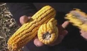Télézapping : OGM, le rapport qui sème le doute