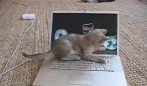 Un chaton sur un macbook pro