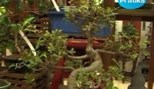 Bonsaï : Définition et histoire (bonzai - bonsai)