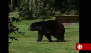 Des ours noirs en ville!
