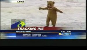 Un ours se ballade pendant le passage de l'ouragan Ike