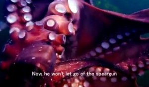 Une pieuvre vole la caméra d'un plongeur
