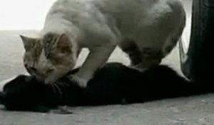 Un chat tente de réanimer sa petite-amie