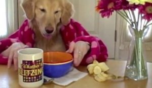Ginger prend son petit-déjeuner [Dog Breakfast]