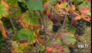 Avant les vendanges dans le Toulois