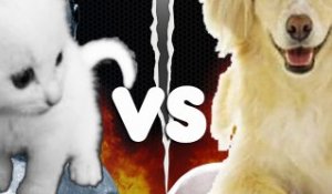 Chien vs chat, on sait enfin lequel est le plus intelligent