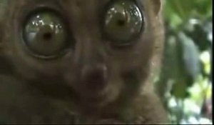 Le regard le plus effrayant : Lémurien VS Chat [Lol Cat]