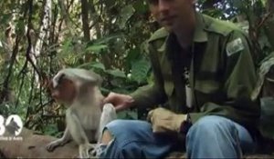 Le français qui sauve les gibbons