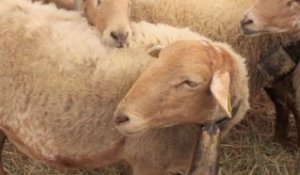 Les moutons superstars du Salon agricole