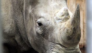 Zoo d'Amnéville : un bébé pour maman rhino