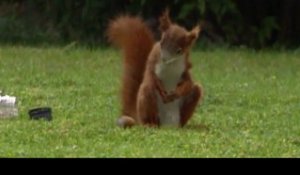 Squirrel is a mad football nut / Carlsberg