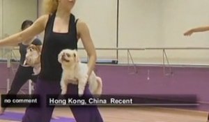 Insolite : le Yoga pour chiens débarque à... - no comment