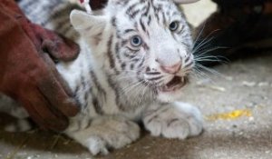 Zoo de Maubeuge : Les bébés tigres vaccinés et prêts à sortir dans l'enclos