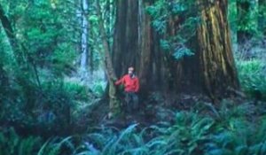 A la découverte du sequoia géant de Michael Nichols photographe
