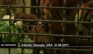 Etats-Unis : Deux bébés tigres de Sumatra... - no comment