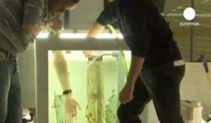 Biologie marine : des hippocampes réintroduits dans...