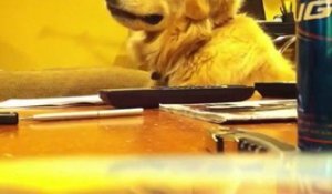 Le chien qui aime le son de la guitare