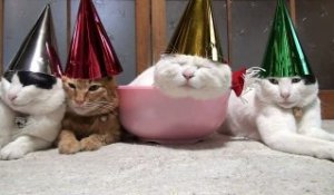 Les 4 feignants chats de Noël au Japon