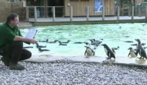 Le zoo de Londres procède au recensement de ses animaux