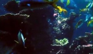 Nausicaa - Les nouveaux aquariums valorisant le corail