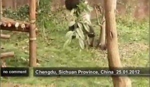 Bébés pandas en Chine - no comment