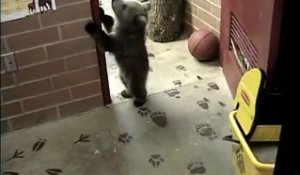 Un bébé loup et un ourson jouent ensemble