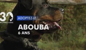 Adoptez Abouba