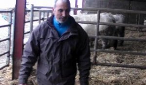 Boeuf de Kobé : l'élevage de Philippe Prévost à Foissiat (01)