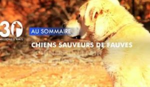 Sommaire émission 30 Millions d'Amis 29/9/2012