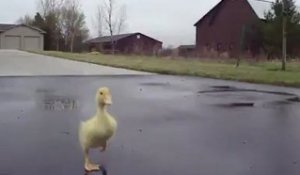Le Bebe Canard Le Plus Mignon Du Monde Sur Orange Videos