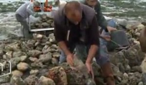 Le retour des écluses à poissons (La Tranche-sur-Mer)