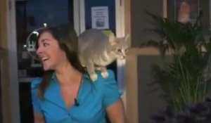 Un journaliste de la Fox interrompue ... par un chat