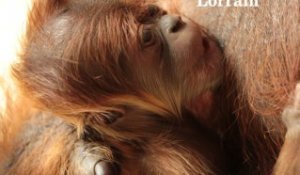Zoo d'Amnéville : la naissance exceptionnelle de "Dwi" l'orang-outang
