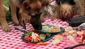 Les chiens mangent le picnic