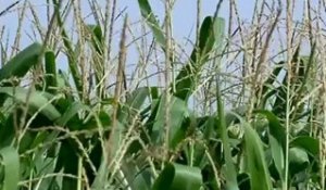 Les nappes phréatiques rechargées par les pluies du printemps et de juillet