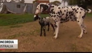 Un agneau adopté par un dalmatien