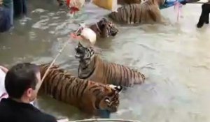 Tiger Temple Thailand