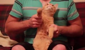 Dubstep Cat - le minou qui danse sur du Dubstep!